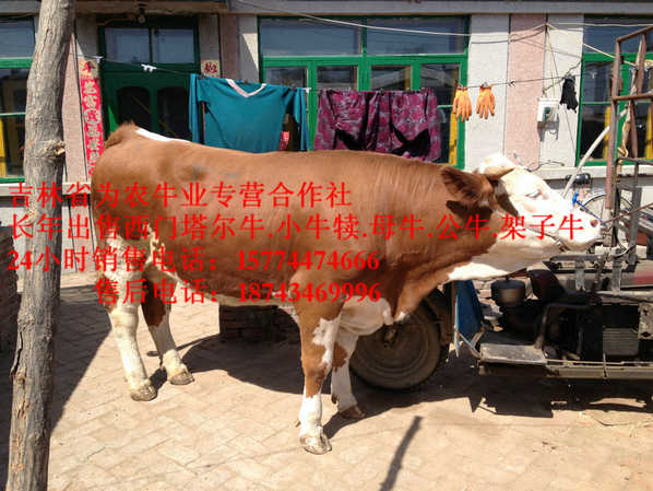 五营区西门塔尔牛&nbsp;&nbsp;营城子西门塔尔&nbsp;&nbsp;西门塔尔牛批发