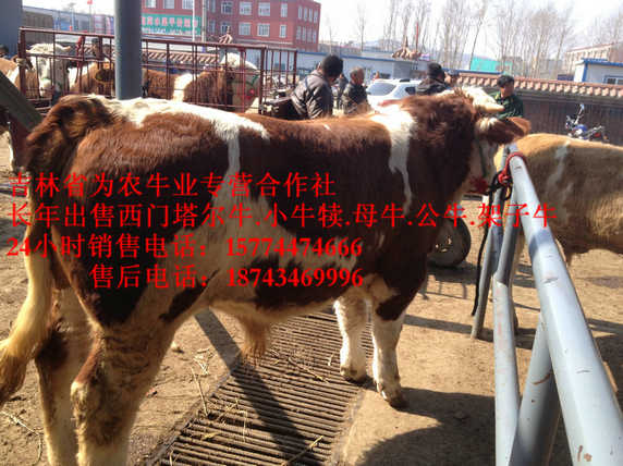 二连浩特市西门塔尔架子牛&nbsp;&nbsp;东北改良牛&nbsp;&nbsp;西门塔尔牛批发&nbsp;&nbsp;吉林正规养殖场