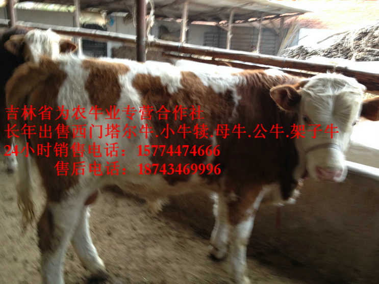 逊克县出售西门塔尔牛 东北哪里买牛犊 西门塔尔牛价格 吉林哪里牛便宜