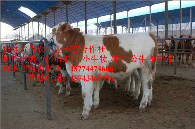 老边区吉林哪里牛便宜 哪里有西门塔尔 西门塔尔母牛 东北繁育母牛