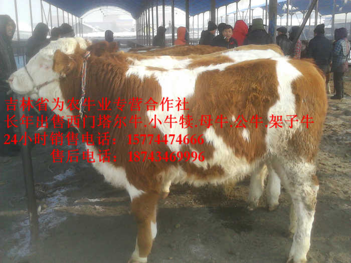 榆树市牛犊交易市场 牛病防治 吉林夏洛莱牛 吉林小牛图片