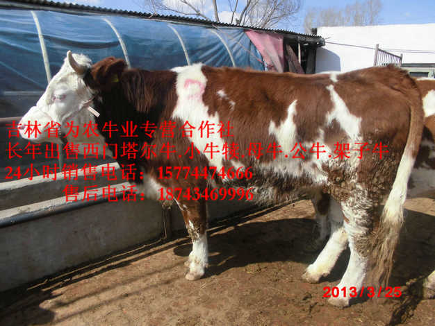 新宾满族自治县牛病防治&nbsp;&nbsp;西门塔尔种牛&nbsp;&nbsp;牛饲料配比