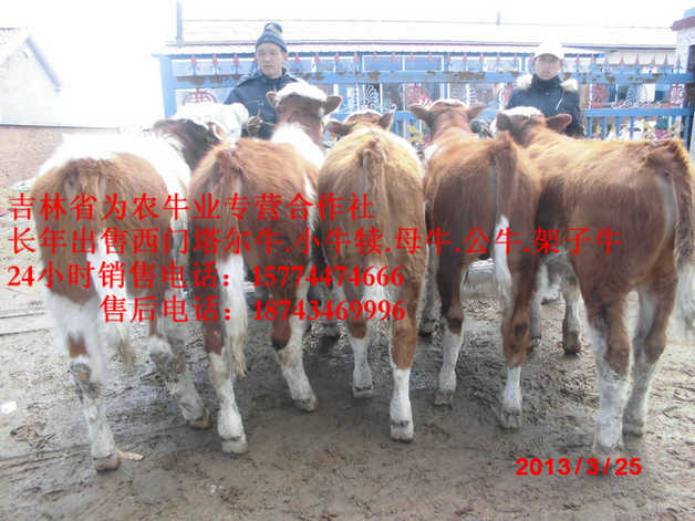 穆棱市什么牛长得快&nbsp;&nbsp;营城子西门塔尔&nbsp;&nbsp;西门塔尔牛图片&nbsp;&nbsp;吉林养殖合作社