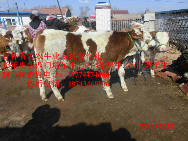 东河区西门塔尔肉牛&nbsp;&nbsp;吉林牛犊图片&nbsp;&nbsp;什么牛长得快&nbsp;&nbsp;什么牛最好养