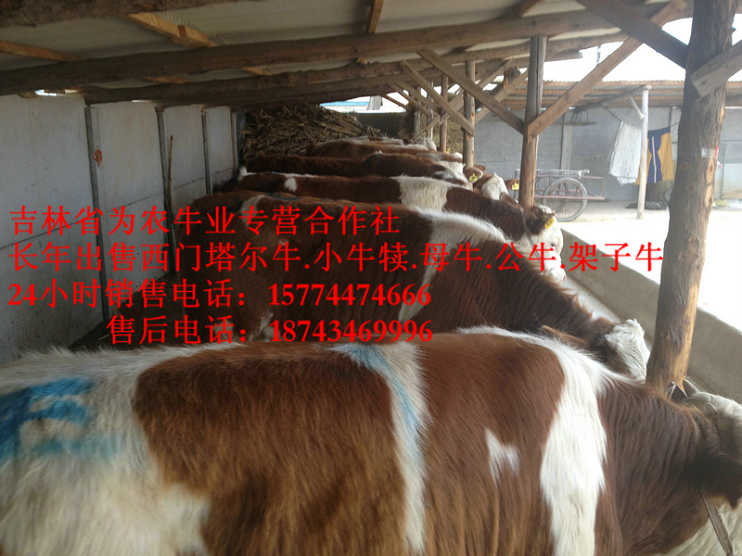 珲春市东北正规养殖场 西门塔尔架子牛 西门塔尔牛价格 四平繁育肉牛