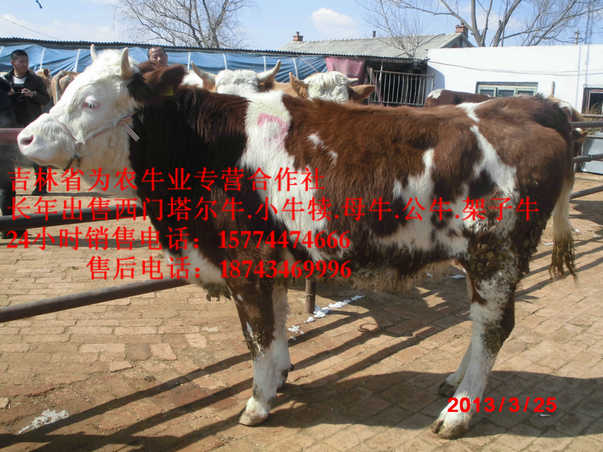阿拉善右旗东北哪里牛价低&nbsp;&nbsp;牛场管理&nbsp;&nbsp;西门塔尔牛厂家&nbsp;&nbsp;东北黄牛