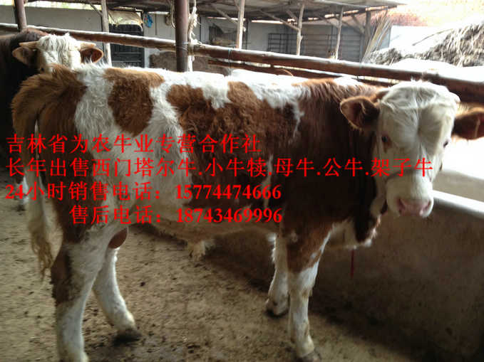 阿拉善右旗东北哪里牛价低&nbsp;&nbsp;牛场管理&nbsp;&nbsp;西门塔尔牛厂家&nbsp;&nbsp;东北黄牛