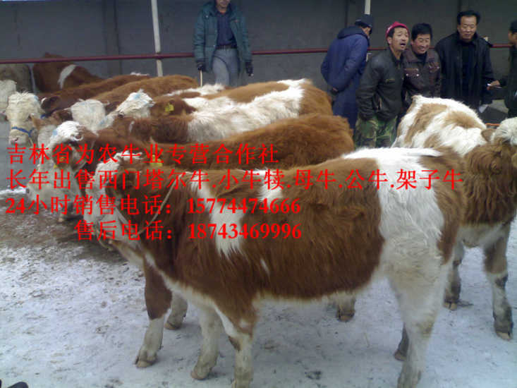 九台市肉牛交易市场 东北改良牛市场 吉林牛犊图片