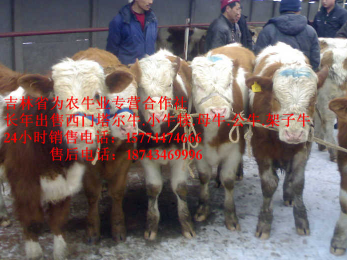 永吉县西门塔尔牛厂家&nbsp;&nbsp;什么牛长得快&nbsp;&nbsp;西门塔尔牛犊&nbsp;&nbsp;营城子牛品种