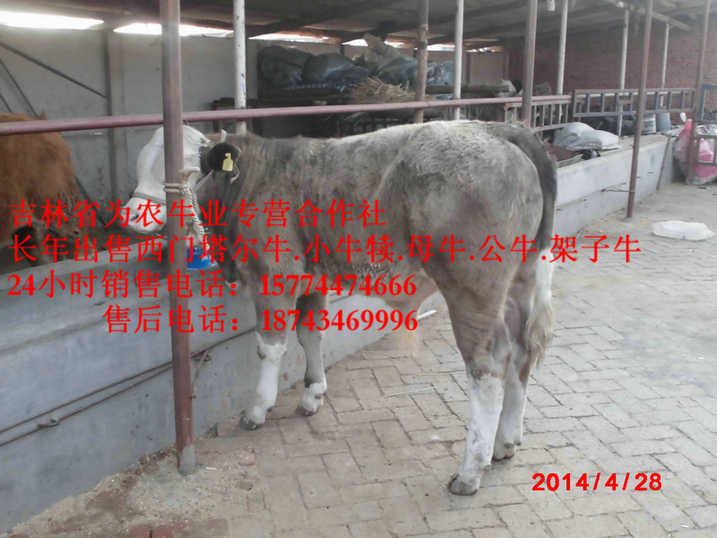 梅河口市西门塔尔牛厂家&nbsp;&nbsp;西门塔尔出肉率&nbsp;&nbsp;吉林繁育母牛&nbsp;&nbsp;牛场管理