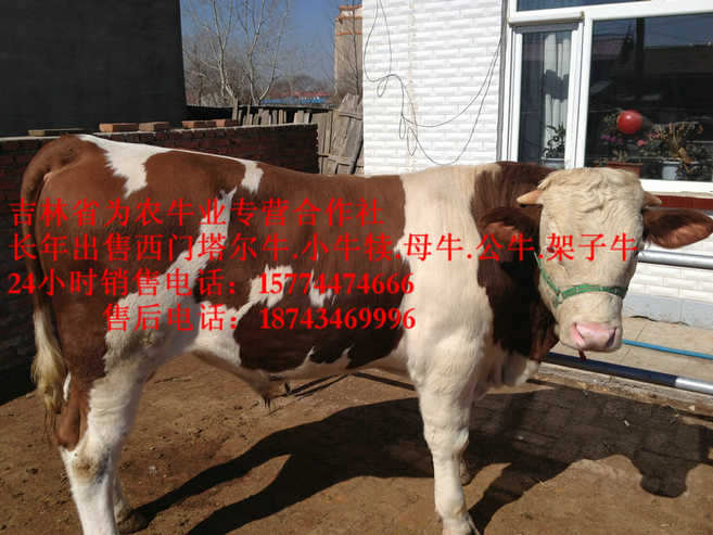 阿巴嘎旗吉林牛犊图片 东北繁育母牛 西门塔尔出肉率 营城子肉牛