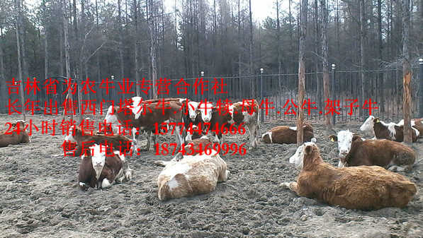 宁城县营城子肉牛 西门塔尔牛批发 西门塔尔肉牛 哪里牛源多