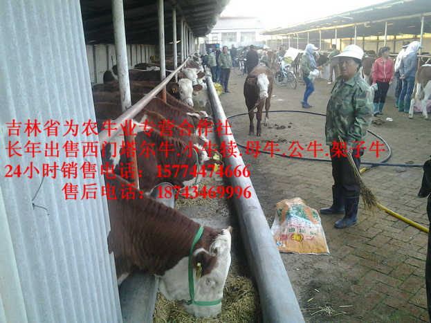尖山区营城子牛品种 什么牛下犊好 四平繁育母牛 出售西门塔尔牛