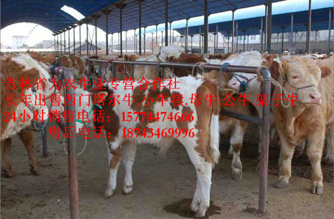 鄂托克旗东北改良牛基地&nbsp;&nbsp;西门塔尔母牛&nbsp;&nbsp;牛犊交易市场&nbsp;&nbsp;东北改良牛市场
