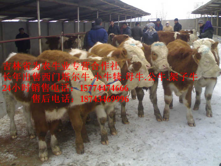 东陵区四平繁育肉牛 牛病防治 东北夏洛莱牛 东北哪里牛便宜