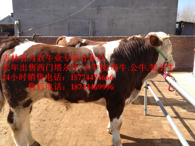 东陵区四平繁育肉牛 牛病防治 东北夏洛莱牛 东北哪里牛便宜