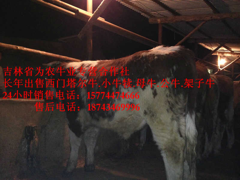 锡林浩特市牛饲料配比 东北改良牛 东北正规养殖场 四平繁育牛犊