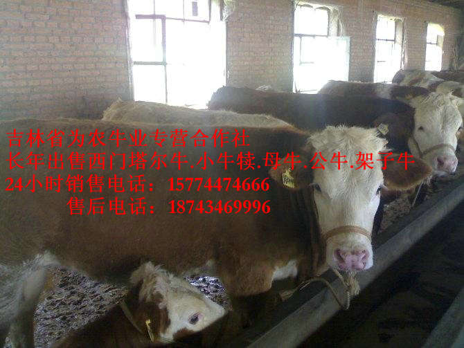 丰镇市肉牛交易市场 东北哪里牛便宜 营城子牛场 营城子牛价