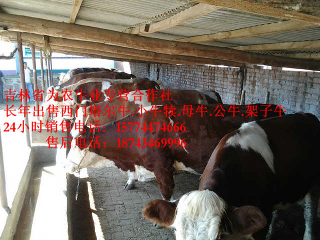 七台河市西门塔尔牛批发 售西门塔尔牛犊 东北小牛图片 吉林哪里牛便宜