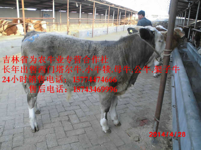 磐石市东北小牛图片 吉林养殖牛场 哪里牛源多 吉林正规养殖场