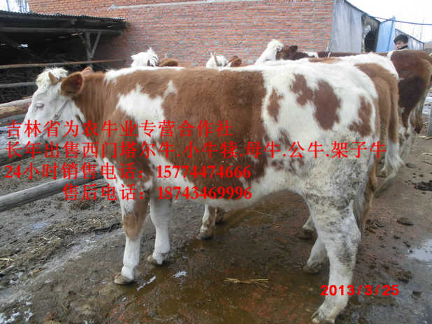 红山区营城子在哪里 西门塔尔种牛 东北黄牛 东北小牛图片