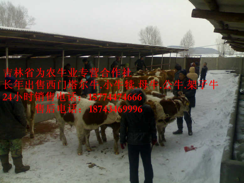 红星区东北养殖场 四平繁育肉牛 吉林哪里牛便宜 什么牛长得快