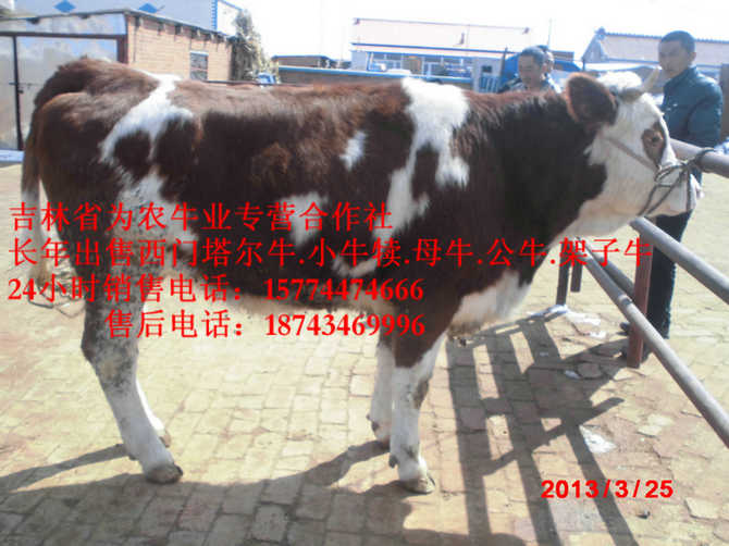 肇源县牛病防治 西门塔尔牛犊 牛犊交易市场 西门塔尔种牛