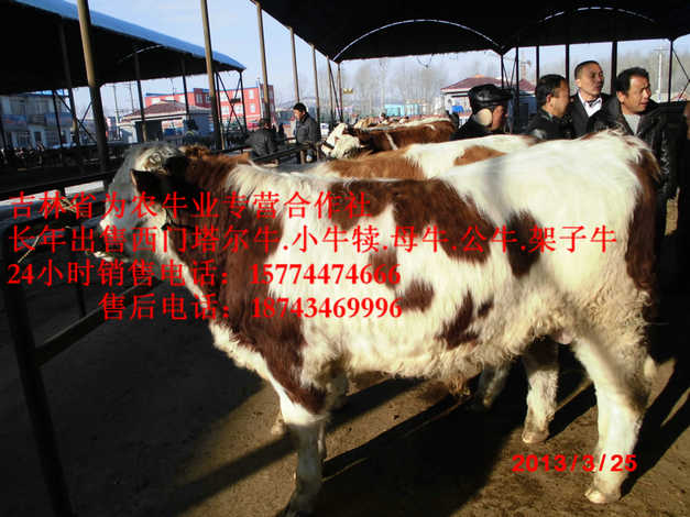 科尔沁左翼后旗四平繁育牛犊&nbsp;&nbsp;西门塔尔出肉率&nbsp;&nbsp;什么牛最好养&nbsp;&nbsp;东北改良牛市场