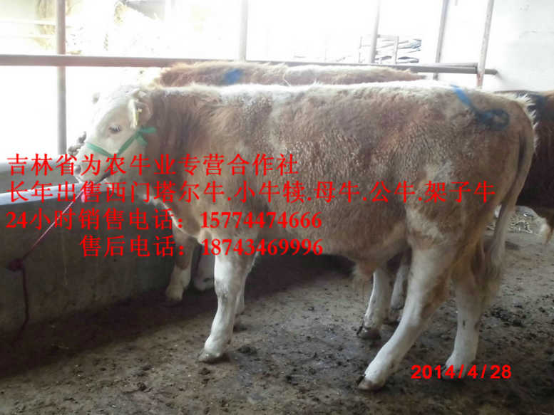 柳河县东北改良牛市场 牛圈建设 吉林正规养殖场 售西门塔尔牛犊