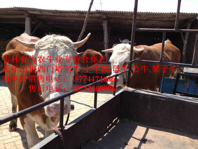 开原市吉林正规养殖场&nbsp;&nbsp;黄牛交易市场&nbsp;&nbsp;营城子肉牛&nbsp;&nbsp;牛犊交易市场