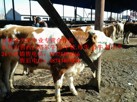 呼伦贝尔市四平架子牛&nbsp;&nbsp;营城子肉牛&nbsp;&nbsp;吉林夏洛莱牛&nbsp;&nbsp;东北养殖牛场