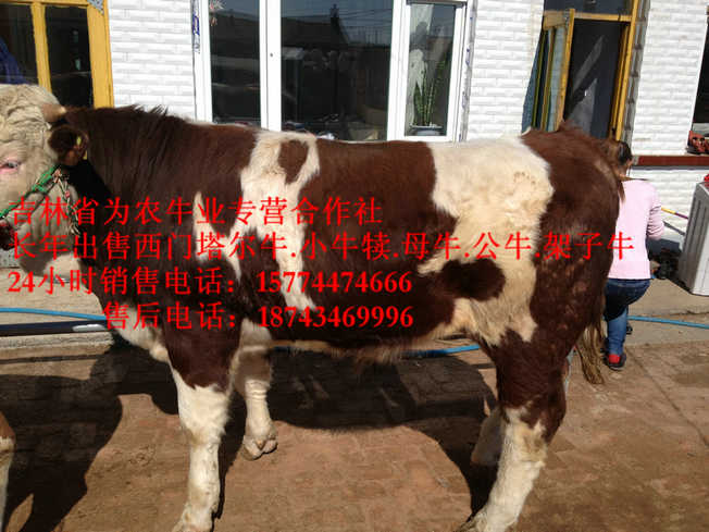 兴和县四平架子牛&nbsp;&nbsp;西门塔尔牛价格&nbsp;&nbsp;西门塔尔出肉率&nbsp;&nbsp;吉林繁育母牛