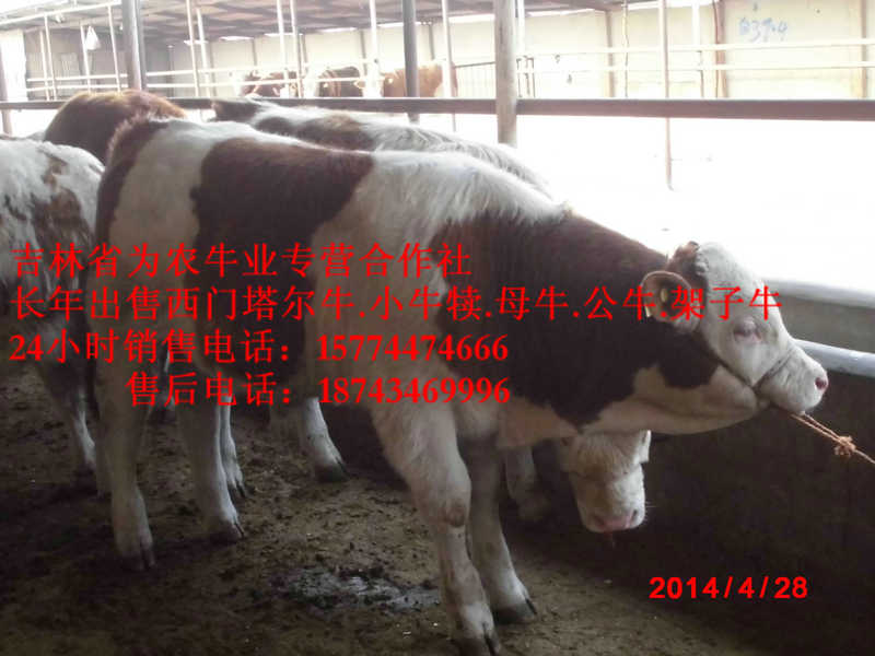 科尔沁左翼中旗吉林夏洛莱牛&nbsp;&nbsp;西门塔尔架子牛&nbsp;&nbsp;东北小牛图片