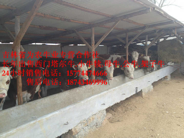 甘南县东北养殖场&nbsp;&nbsp;四平繁育肉牛&nbsp;&nbsp;吉林养殖合作社&nbsp;&nbsp;哪里有西门塔尔