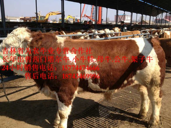 金州区西门塔尔架子牛&nbsp;&nbsp;吉林哪里牛价低&nbsp;&nbsp;西门塔尔牛价格&nbsp;&nbsp;牛场管理