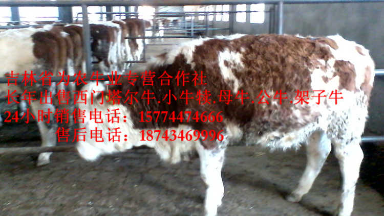 新宾满族自治县东北改良牛基地&nbsp;&nbsp;四平繁育肉牛&nbsp;&nbsp;四平繁育母牛&nbsp;&nbsp;吉林正规养殖场