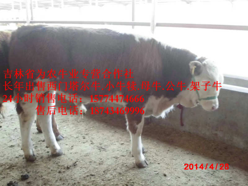 卓资县西门塔尔牛价格&nbsp;&nbsp;牛场管理&nbsp;&nbsp;西门塔尔改良牛&nbsp;&nbsp;四平架子牛