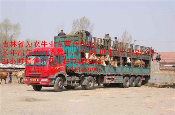 兴山区东北牛犊图片 吉林哪里牛便宜 东北改良牛市场 吉林养殖合作社