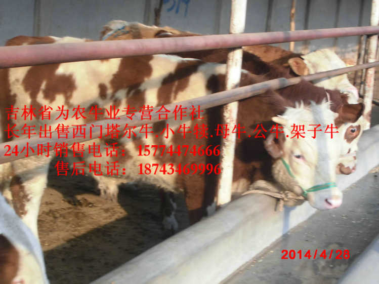 绥化市东北西门塔尔牛 吉林养殖牛场 西门塔尔牛犊 东北正规养殖场