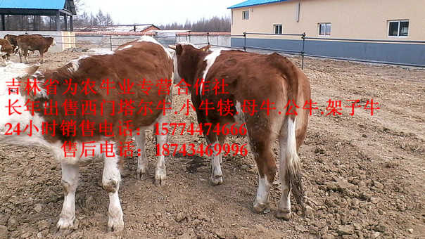 绥化市东北西门塔尔牛 吉林养殖牛场 西门塔尔牛犊 东北正规养殖场