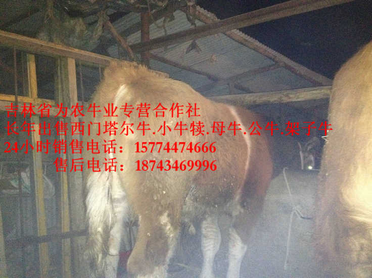 锡林郭勒盟哪里牛源多&nbsp;&nbsp;什么牛长得最快&nbsp;&nbsp;四平繁育牛犊&nbsp;&nbsp;东北夏洛莱牛