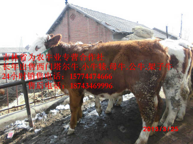 科尔沁右翼前旗东北牛犊价格&nbsp;&nbsp;吉林繁育母牛&nbsp;&nbsp;东北哪里牛价低&nbsp;&nbsp;营城子牛场