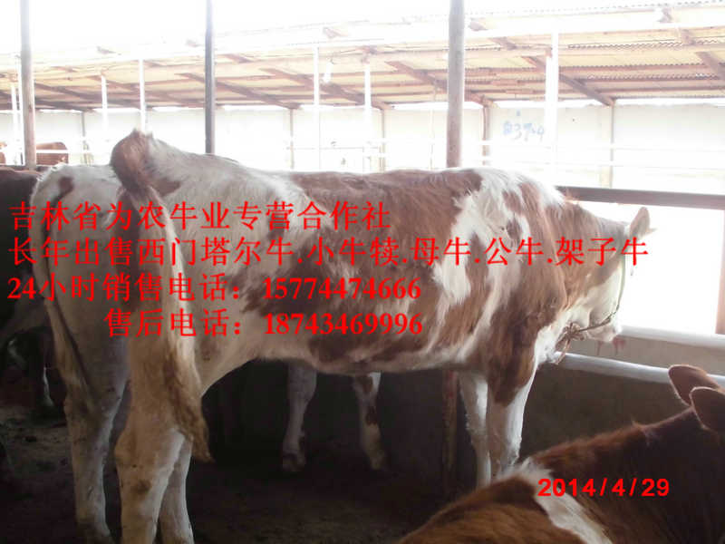 太仆寺旗什么牛最好养 吉林养殖合作社 吉林正规养殖场 东北改良牛基地