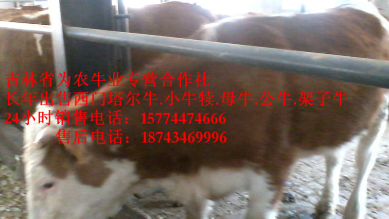 呼伦贝尔市哪里有西门塔尔&nbsp;&nbsp;东北养殖场&nbsp;&nbsp;吉林牛犊价格&nbsp;&nbsp;什么牛长得快