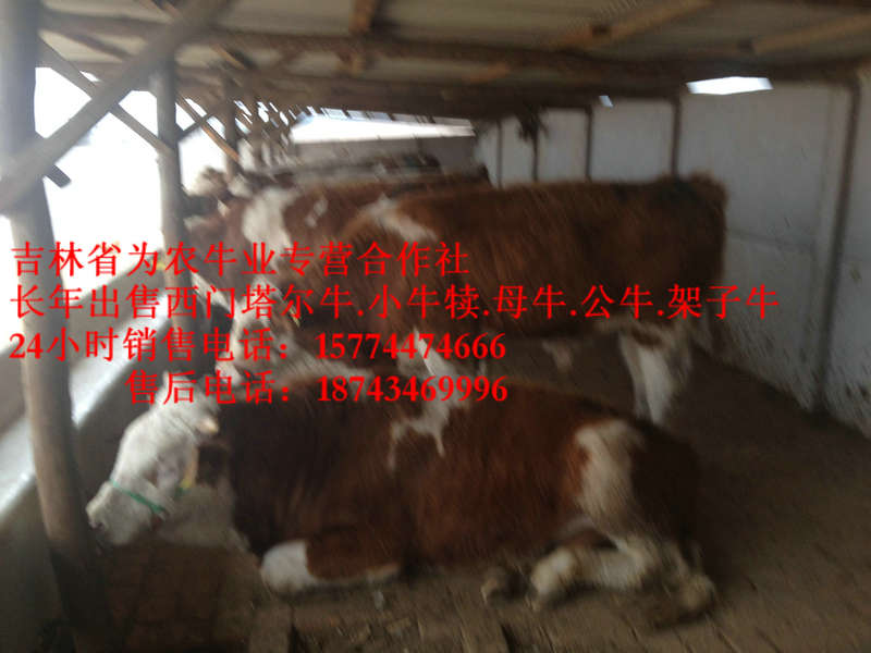 兰西县东北黄牛&nbsp;&nbsp;东北养殖合作社&nbsp;&nbsp;什么牛长得最快&nbsp;&nbsp;东北夏洛莱牛