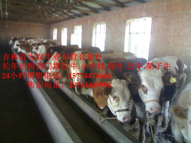 平房区西门塔尔牛厂家 东北繁育母牛 什么牛最好养 东北夏洛莱牛
