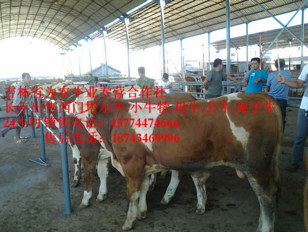 饶河县肉牛交易市场&nbsp;&nbsp;吉林小牛图片&nbsp;&nbsp;营城子牛价&nbsp;&nbsp;四平繁育肉牛