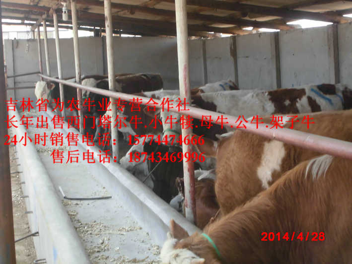 绥滨县西门塔尔肉牛&nbsp;&nbsp;黄牛交易市场&nbsp;&nbsp;东北黄牛市场&nbsp;&nbsp;西门塔尔母牛
