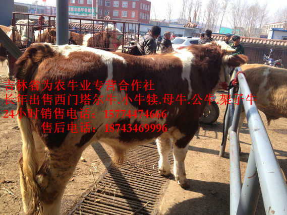 南山区牛圈建设&nbsp;&nbsp;东北哪里牛便宜&nbsp;&nbsp;出售西门塔尔牛&nbsp;&nbsp;牛饲料配比