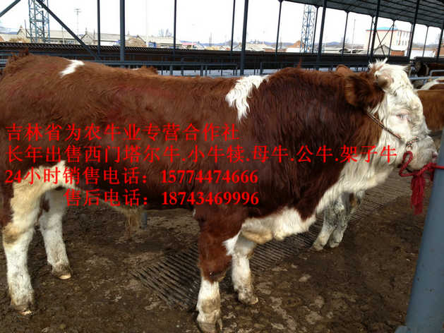 龙港区东北改良牛市场&nbsp;&nbsp;东北哪里牛便宜&nbsp;&nbsp;东北改良牛基地&nbsp;&nbsp;牛病防治